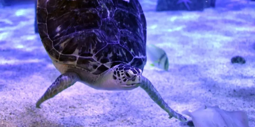 拯救夏洛特：3D 列印如何幫助患有「氣泡屁屁症候群」的海龜